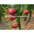 Planting White Red dragon fruit seeds/Pitaya cactus seeds/Thai dragon fruit seeds/pitaya dragon fruit seeds